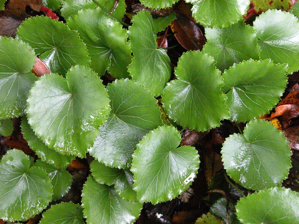 Galax urceolata