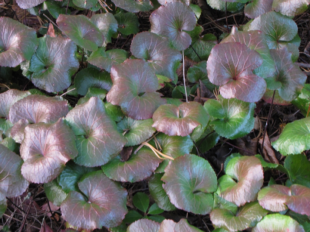 Leaves in Oct.