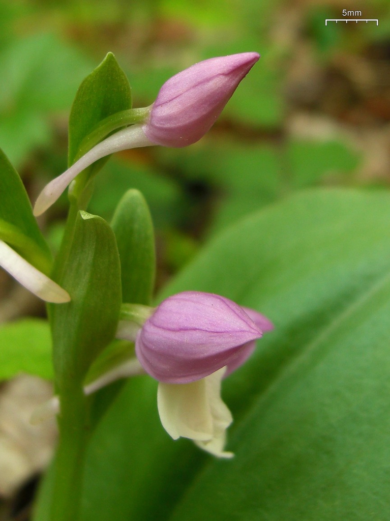 Flower buds
