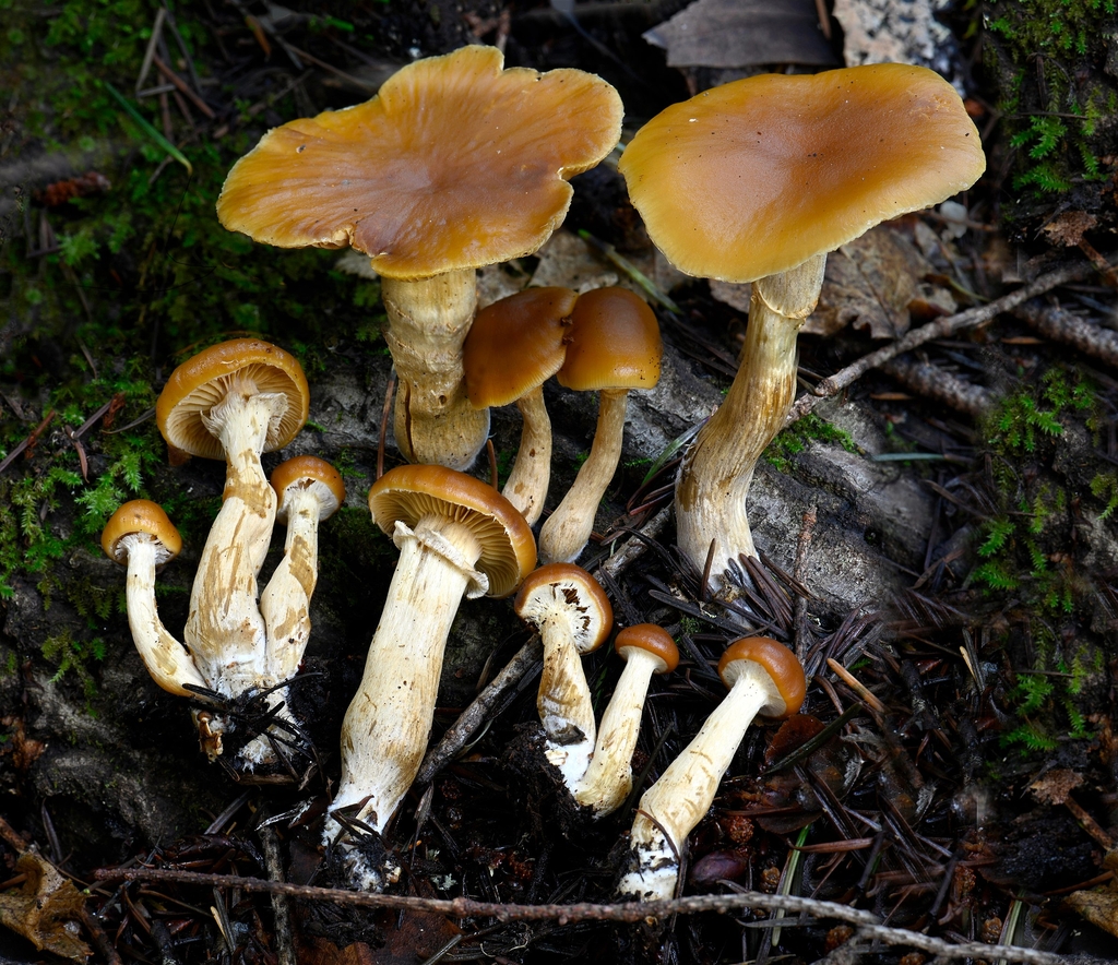 Form