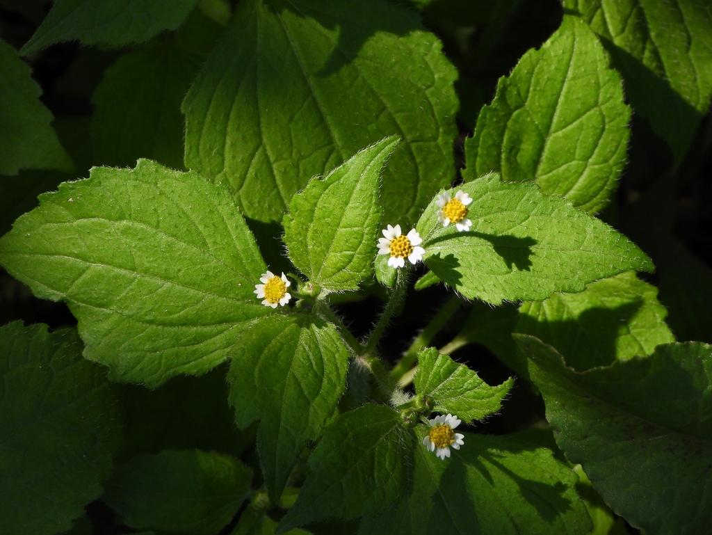 Flowers and leaves