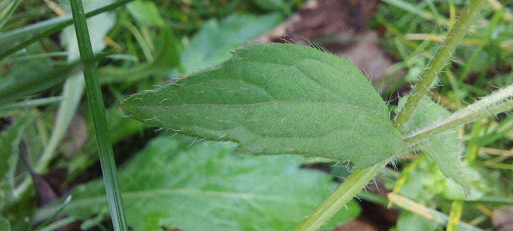 Leaf detail