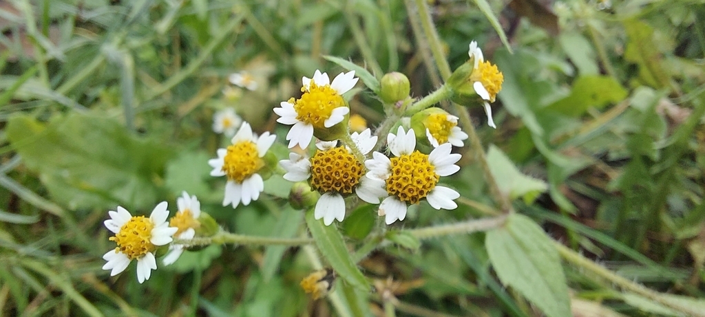Flower detail. Note the 3-notched petals