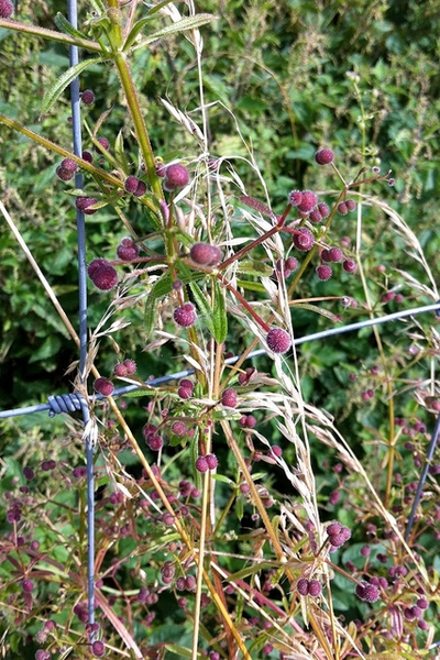 Form with fruits