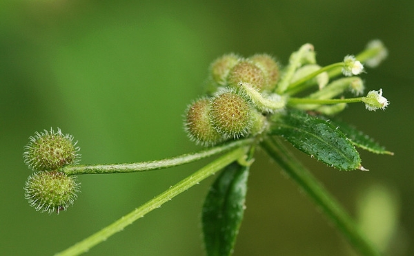 Stem and fruits