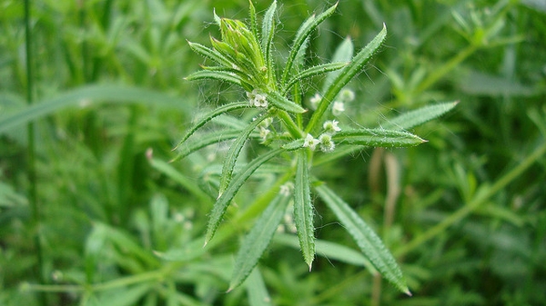 Form