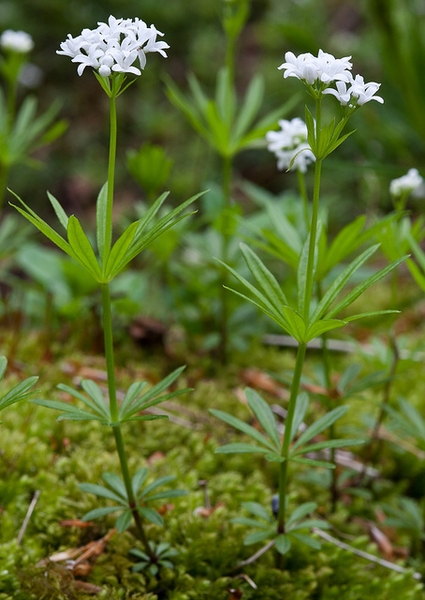 Stem, leaves and flowers