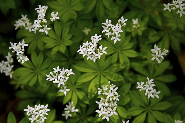 Flowers and leaves