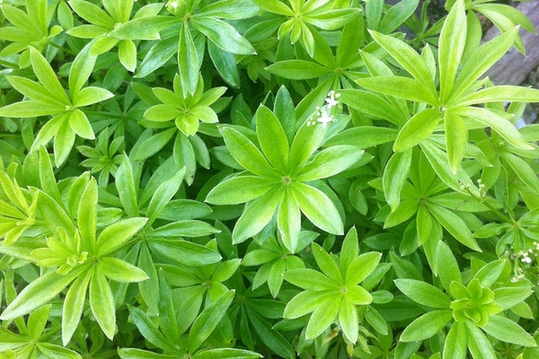 Whorled leaves