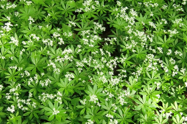 Form in bloom