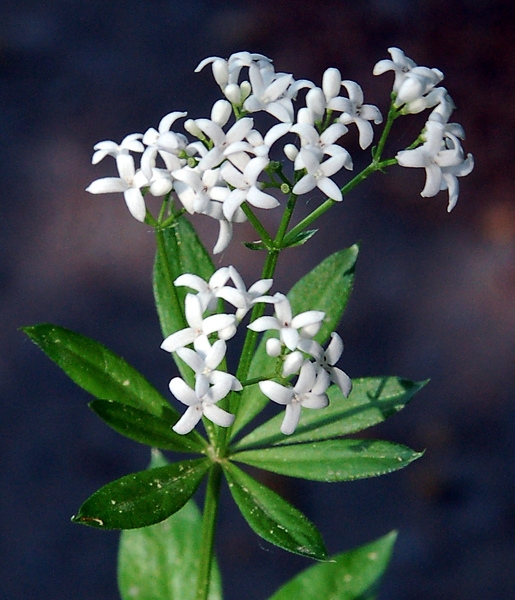 Spring flowers