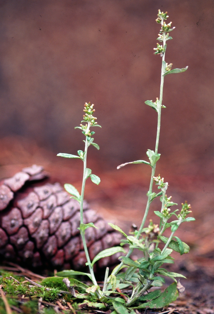 Stem and leaf