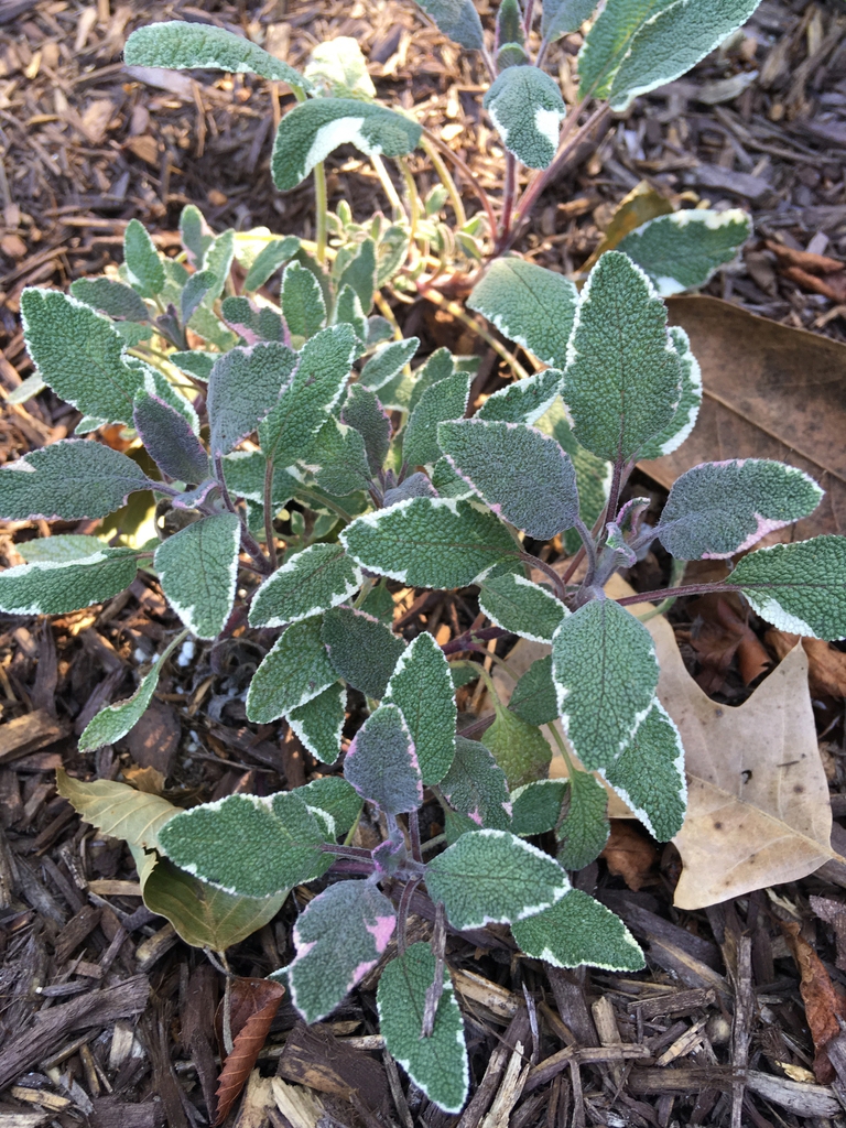 Plant with gray-green, ovate leaves variegated pink and cream.