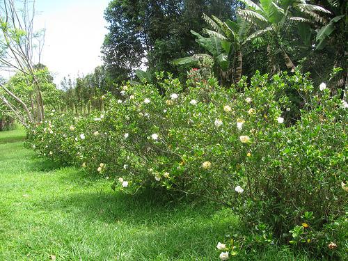 Form in the landscape