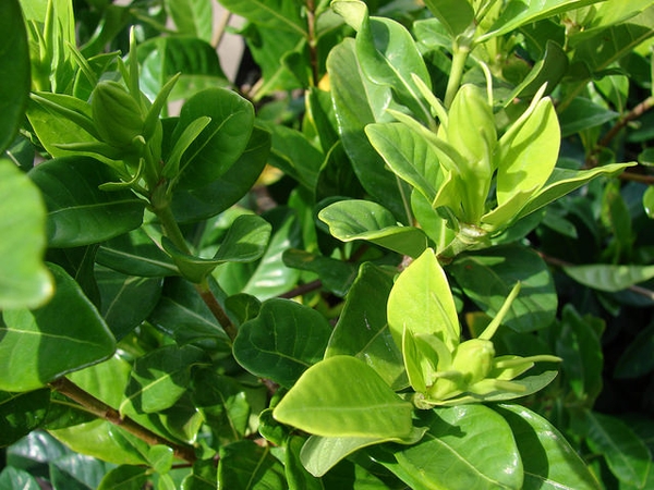 Leaves
