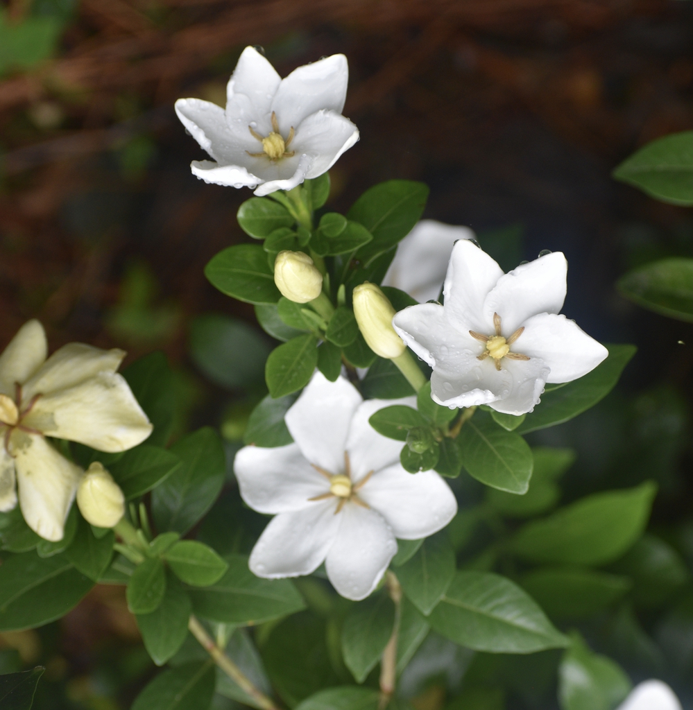 Form