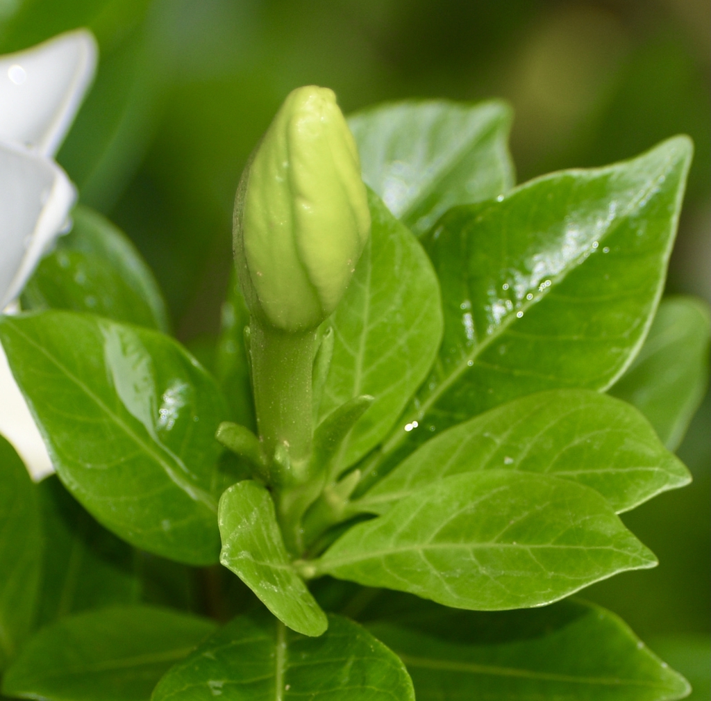 Leaves