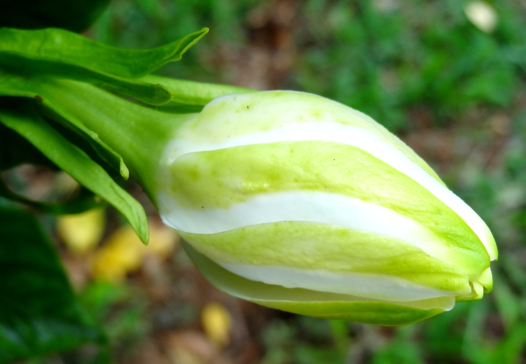 Flower bud