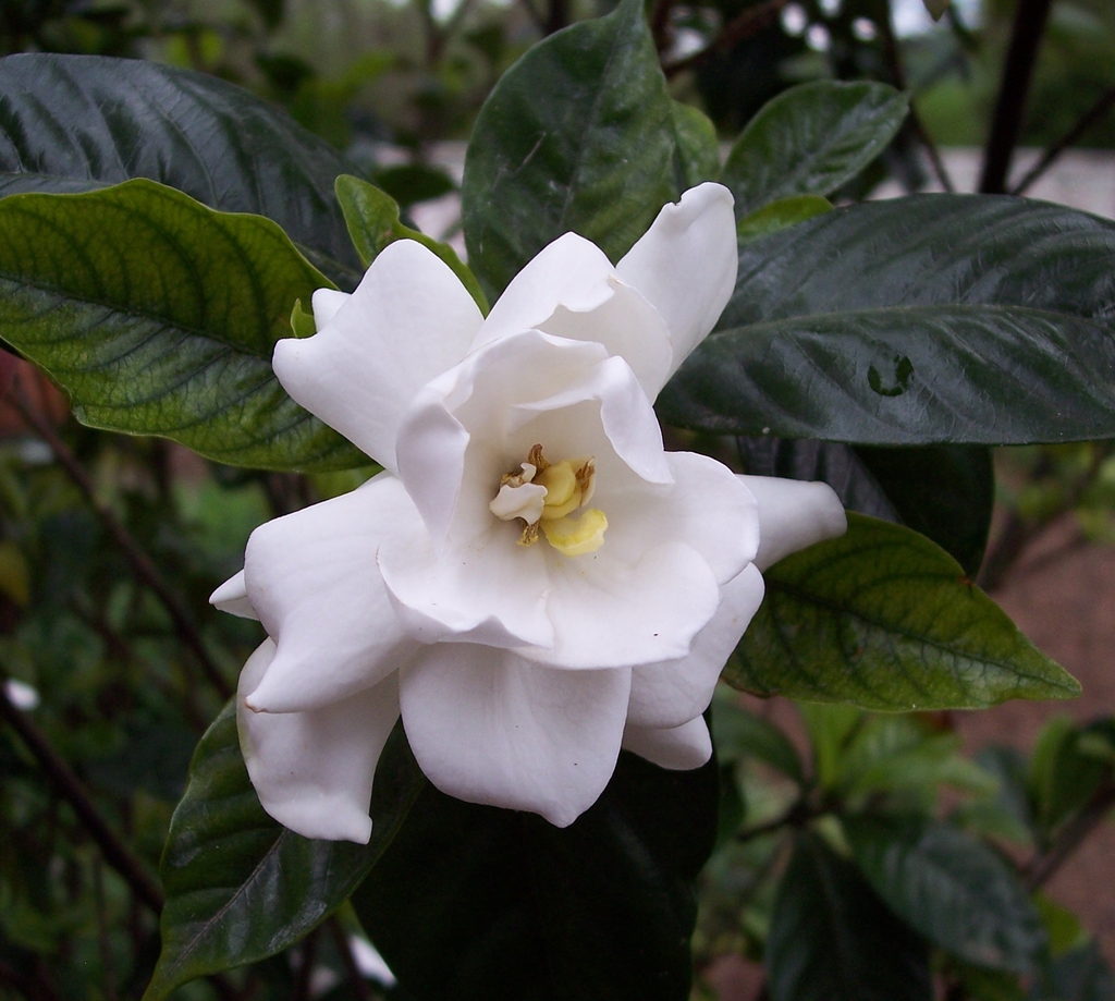 Flower detail