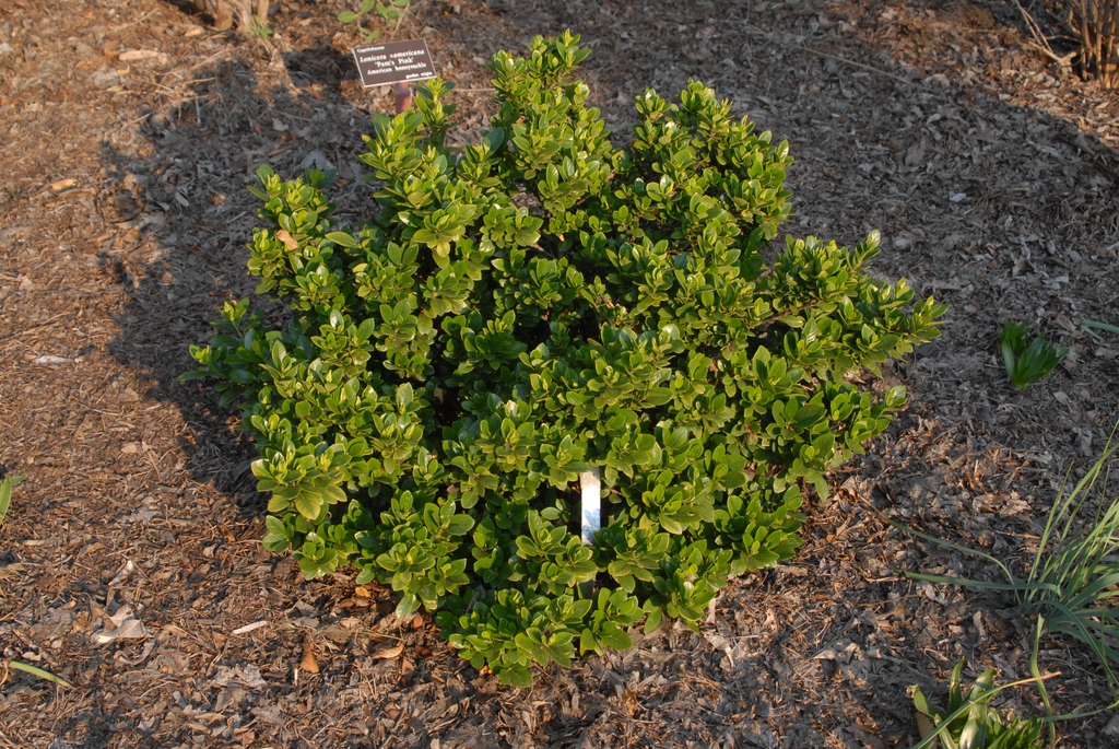 'Lynn Lowrey' Form