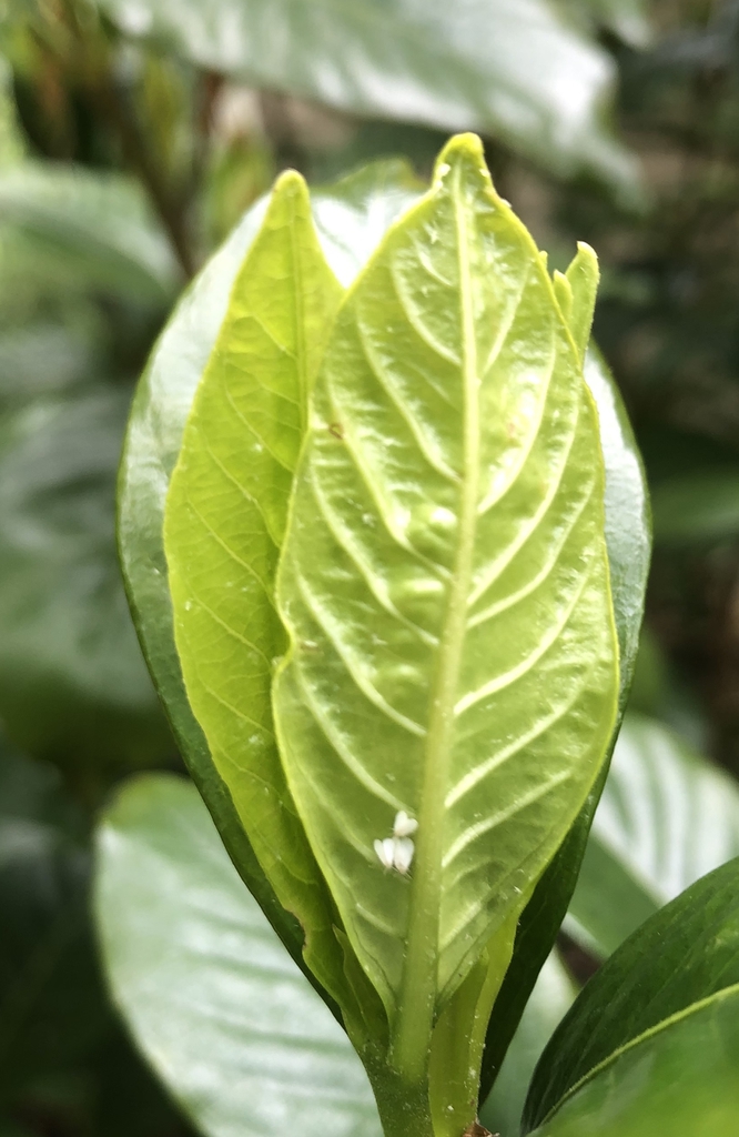 Gardenia jasminoides