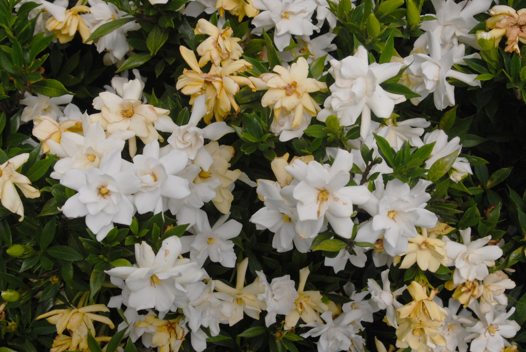 Gardenia jasminoides