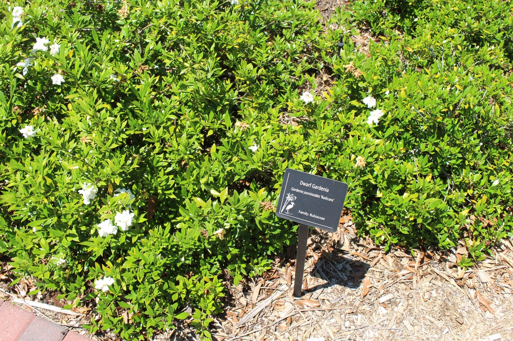 Form