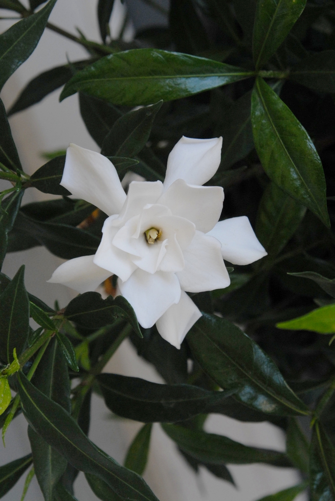 Flower Close-up Detail