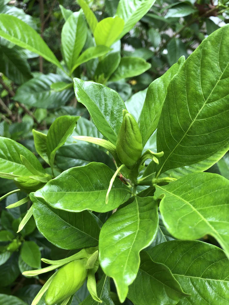 'Michael' flower buds, Warren County, NC