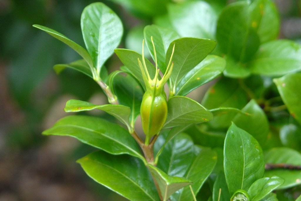 Fruit Side View