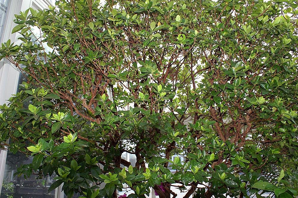 Branches