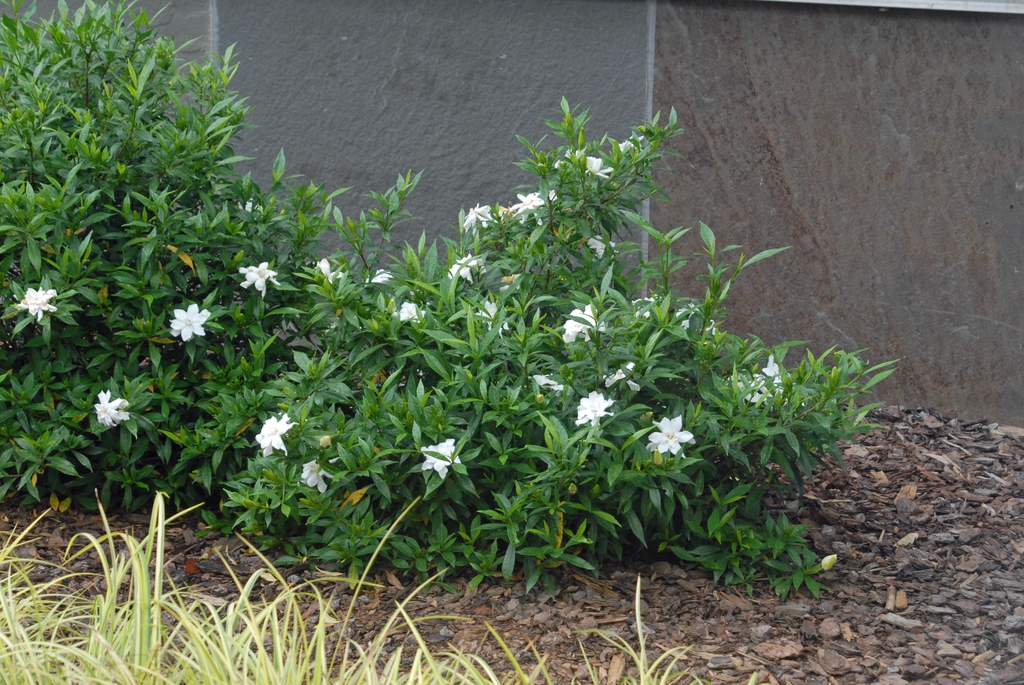 Gardenia jasminoides 'Radicans'