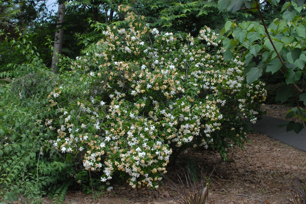 Gardenia jasminoides