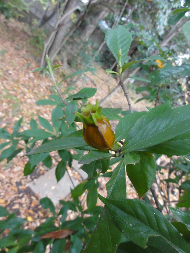 Immature fruit