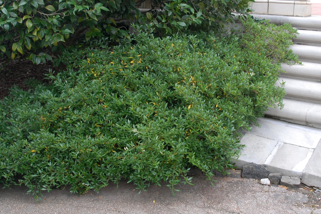 Gardenia jasminoides