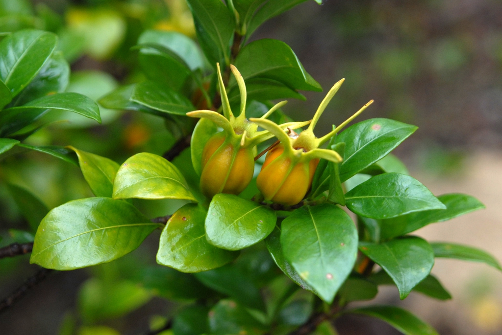 Fruit