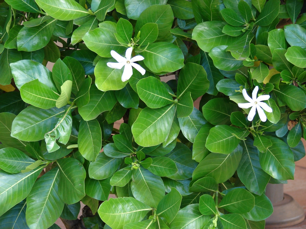 Leaves