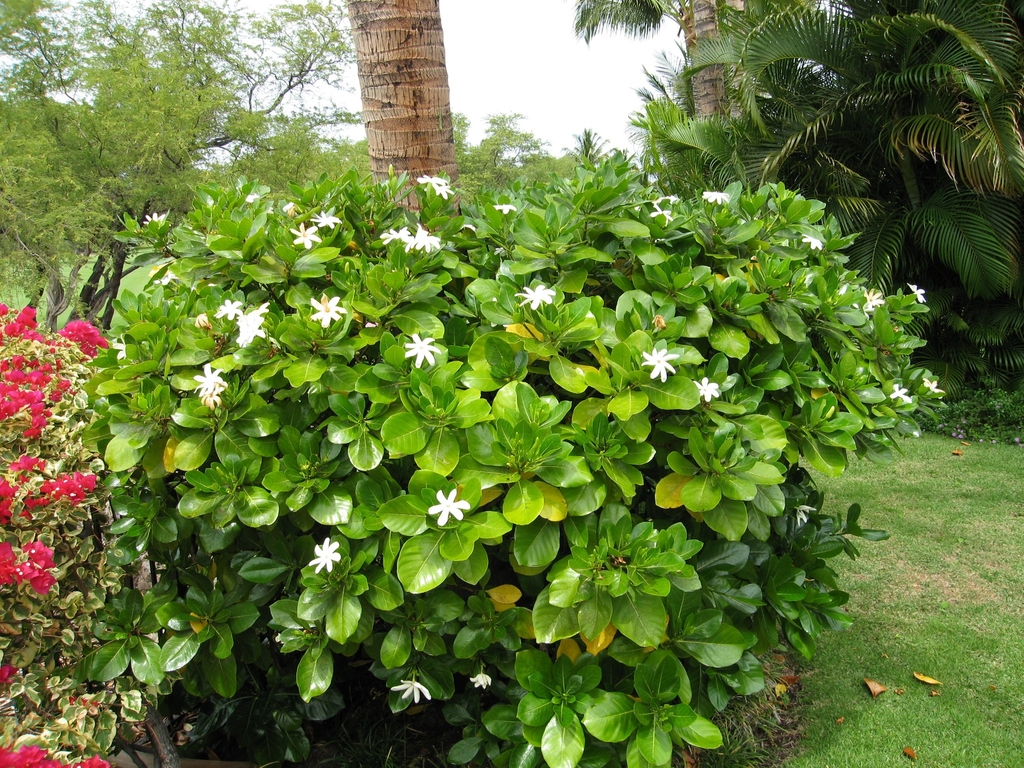 Shrub form in bloom