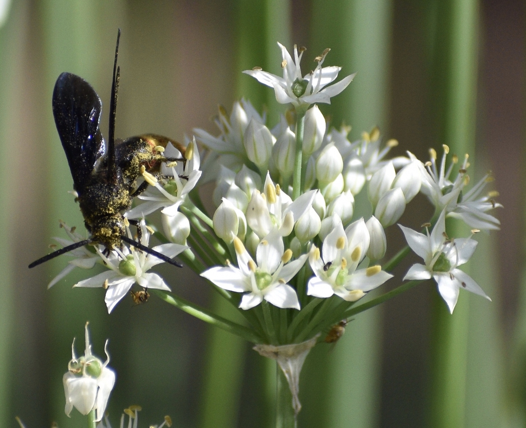 Flower w/ Wasp - Closeup - Wake Co., NC