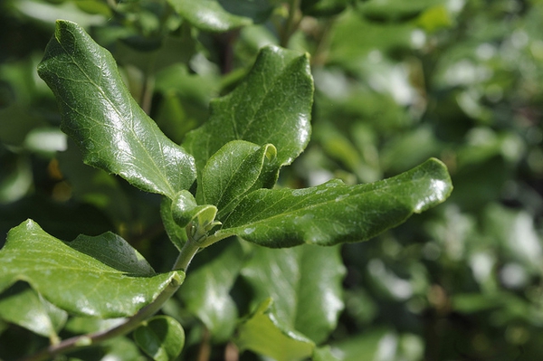 Garrya elliptica