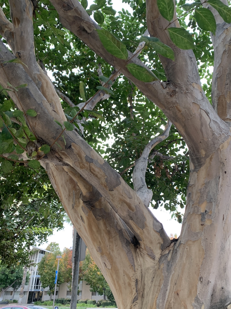 Bark