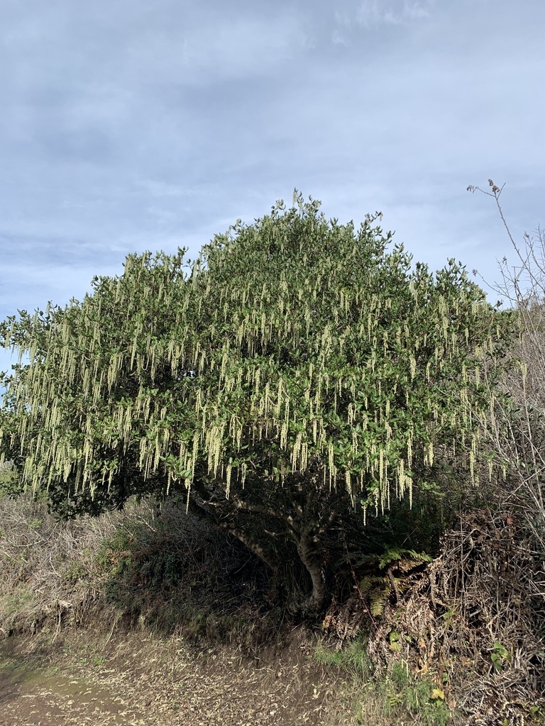 Form