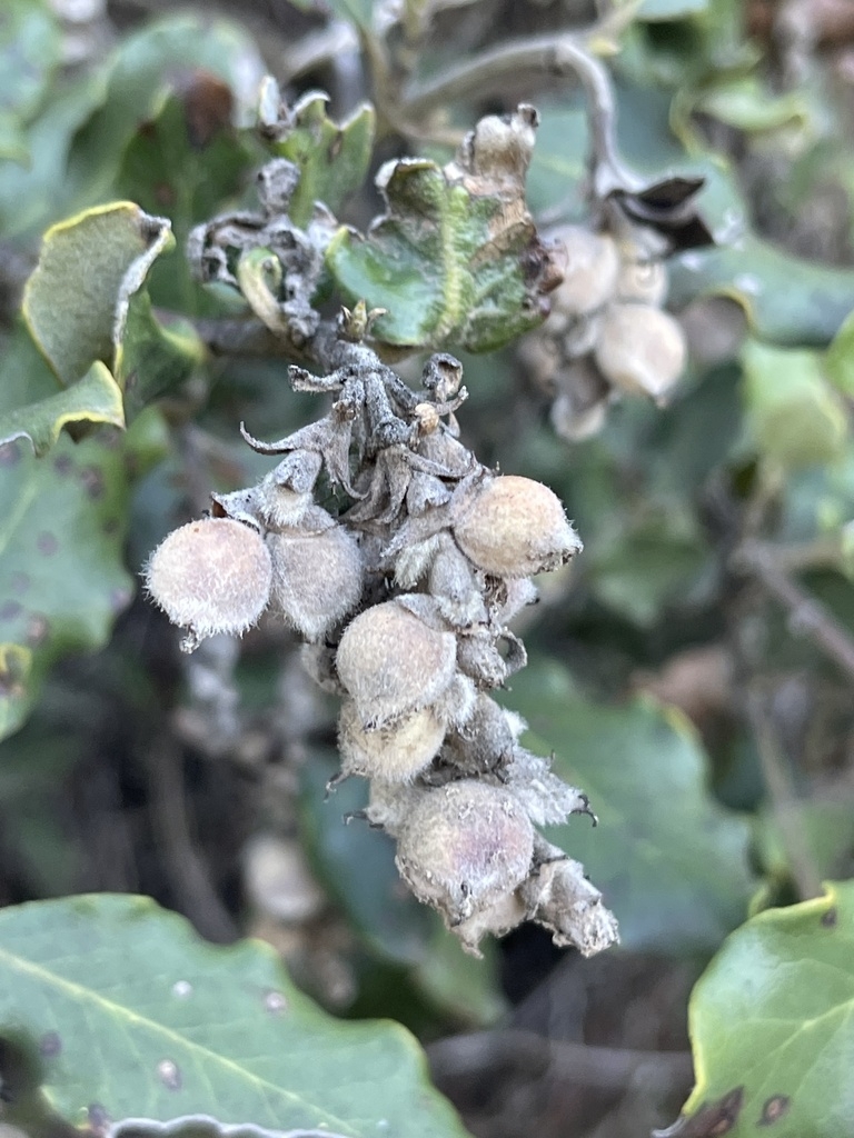 Fruits in Nov.