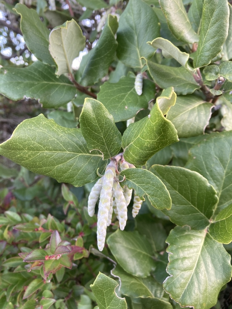 Leaves