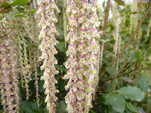 Garrya elliptica