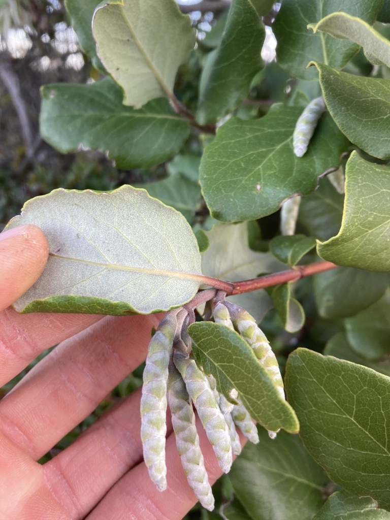 Underside of leaf