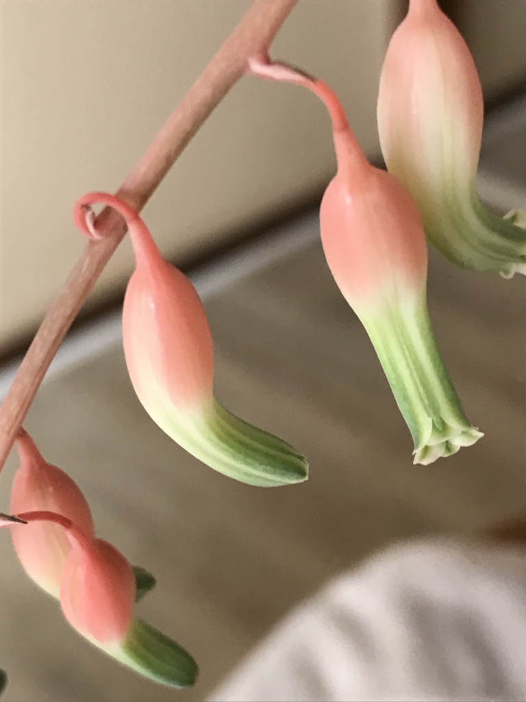 Close up of flower