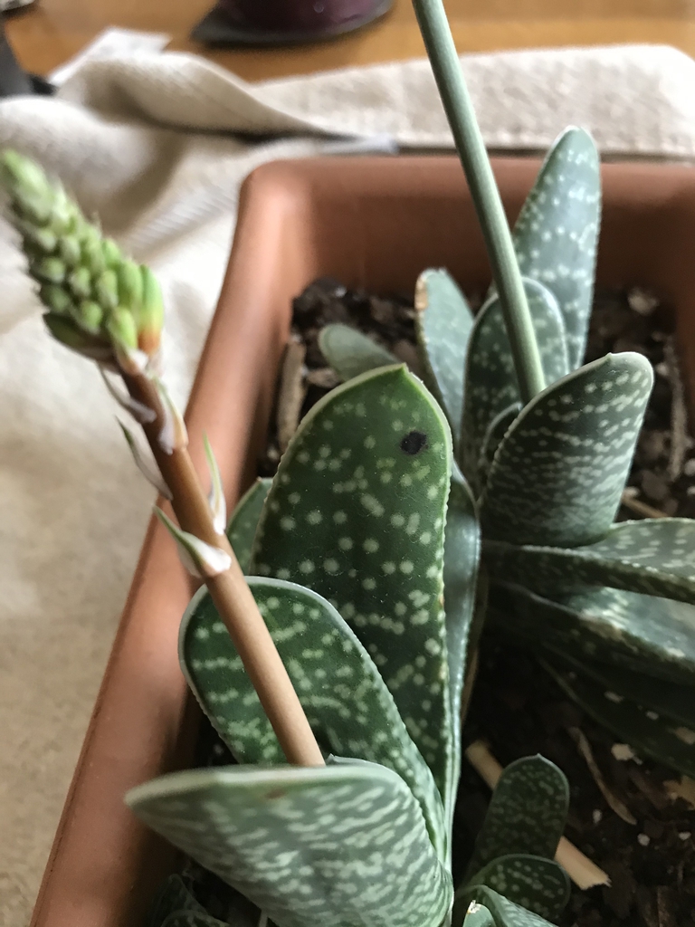 Flower stem forming