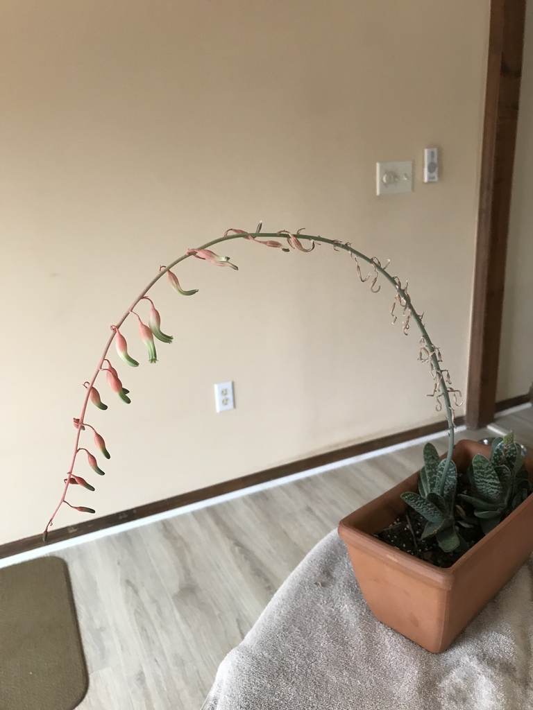 Form in bloom