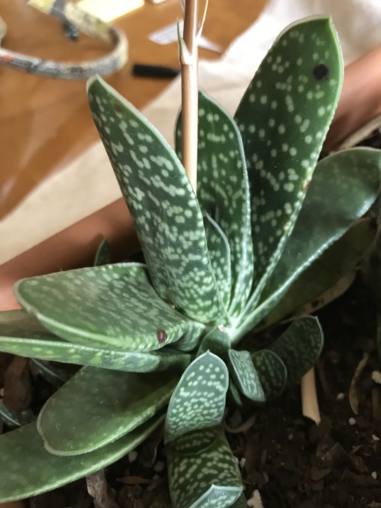 Form